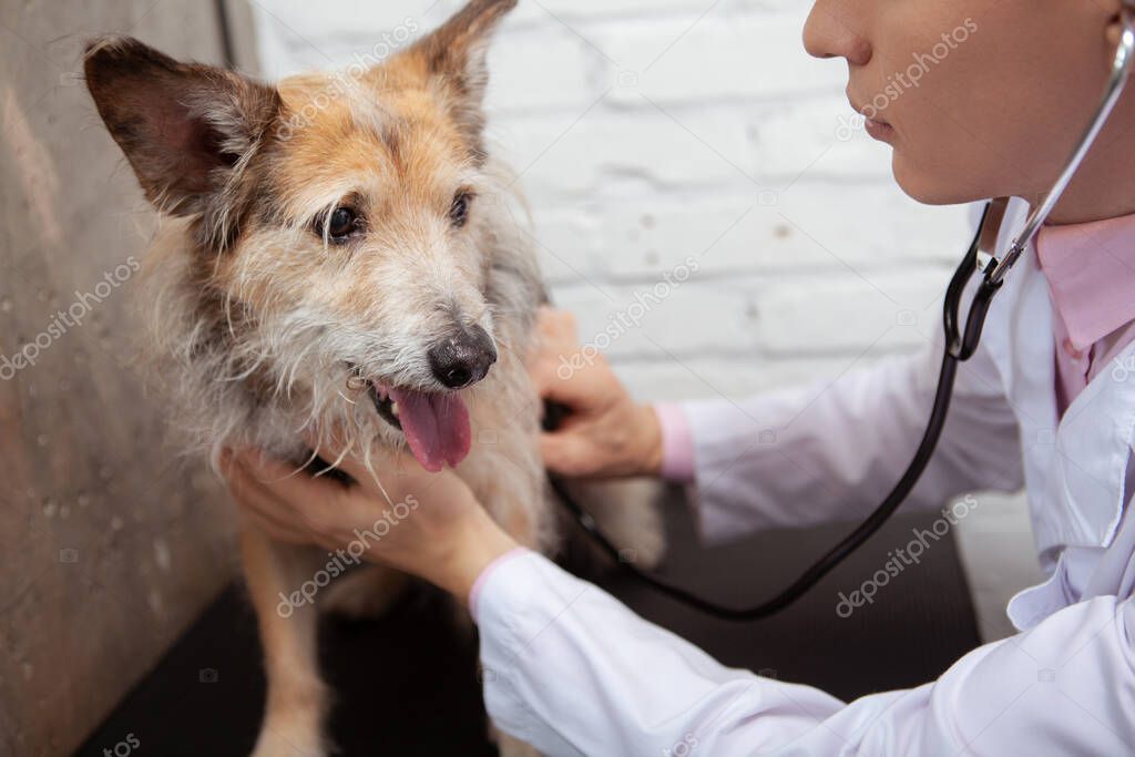 Geretteter Hund erhält medizinische Versorgung